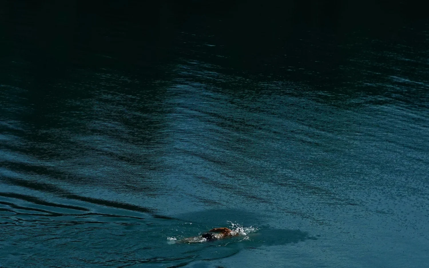 Ein einzelner Vogel schwimmt auf ruhigem, dunklem Wasser