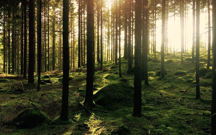 Sonnenlicht scheint durch hohe Bäume in einem moosbedeckten Wald