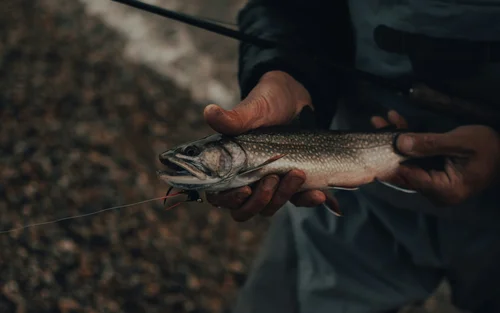 Essen in Ihrem Genusshotel in Südtirol Person hält einen gefangenen Fisch beim Angeln