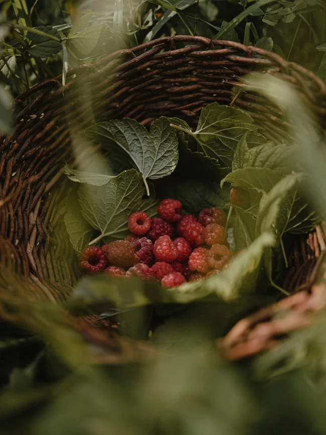 Korb mit roten Himbeeren und grünen Blättern im Garten