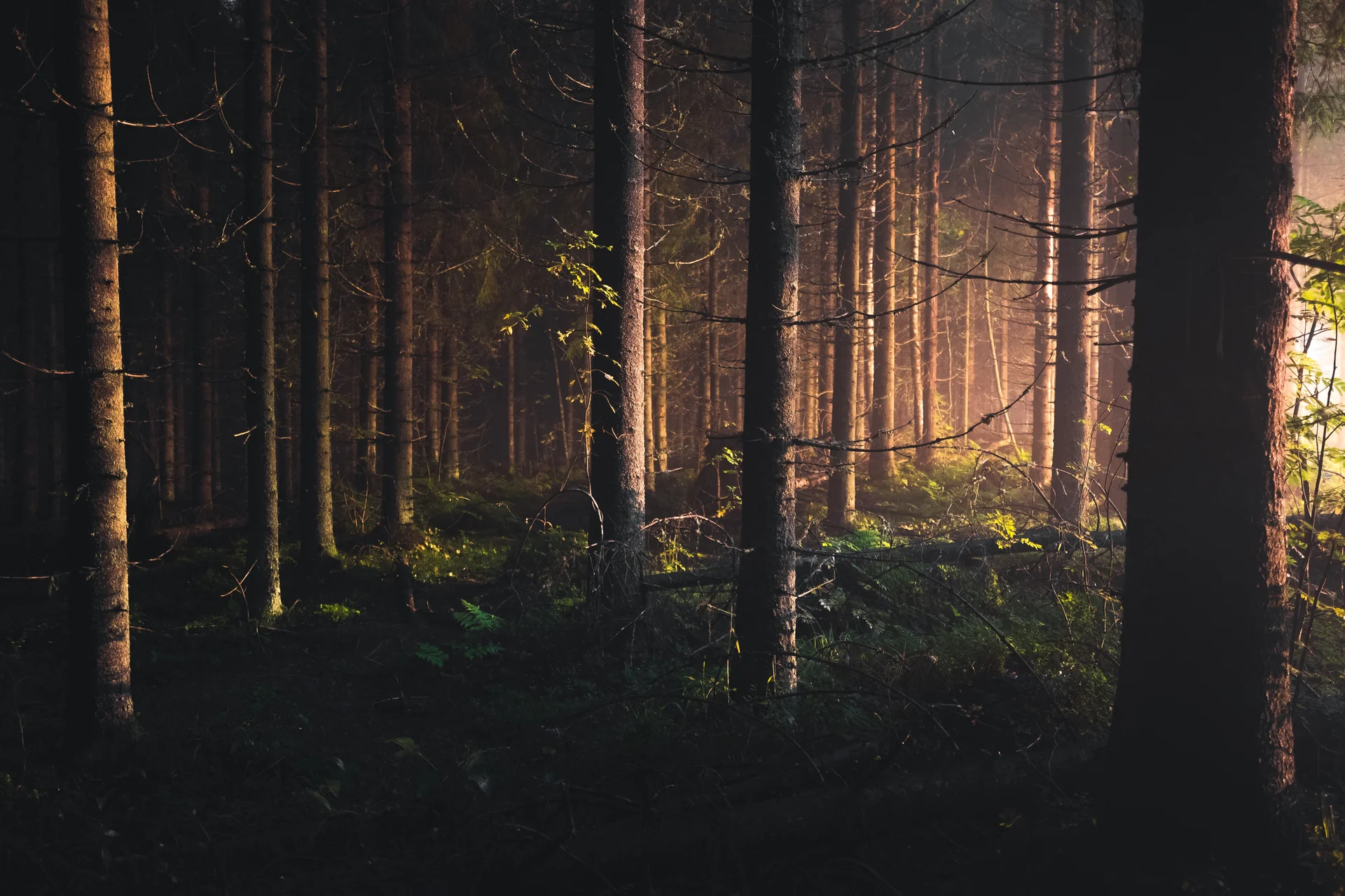 Suite Green Dunkler Wald mit Sonnenlicht, das durch die Bäume scheint