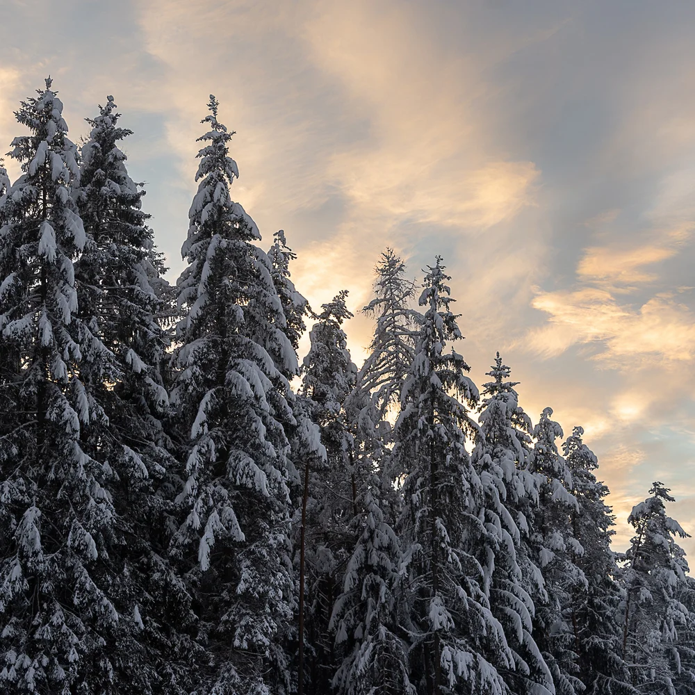 Entschleunigen und genießen in diesem Hotel nahe Bruneck Schneebedeckte Tannenbäume vor einem bewölkten Himmel bei Sonnenuntergang