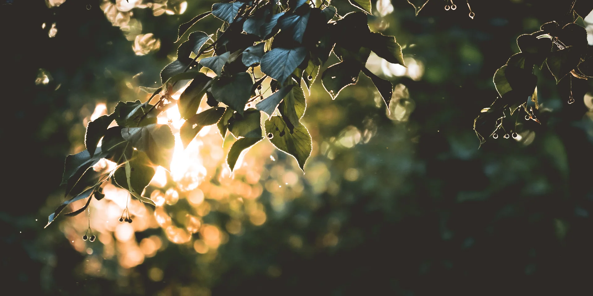 Sonnenlicht scheint durch grüne Blätter an einem Baum im Wald