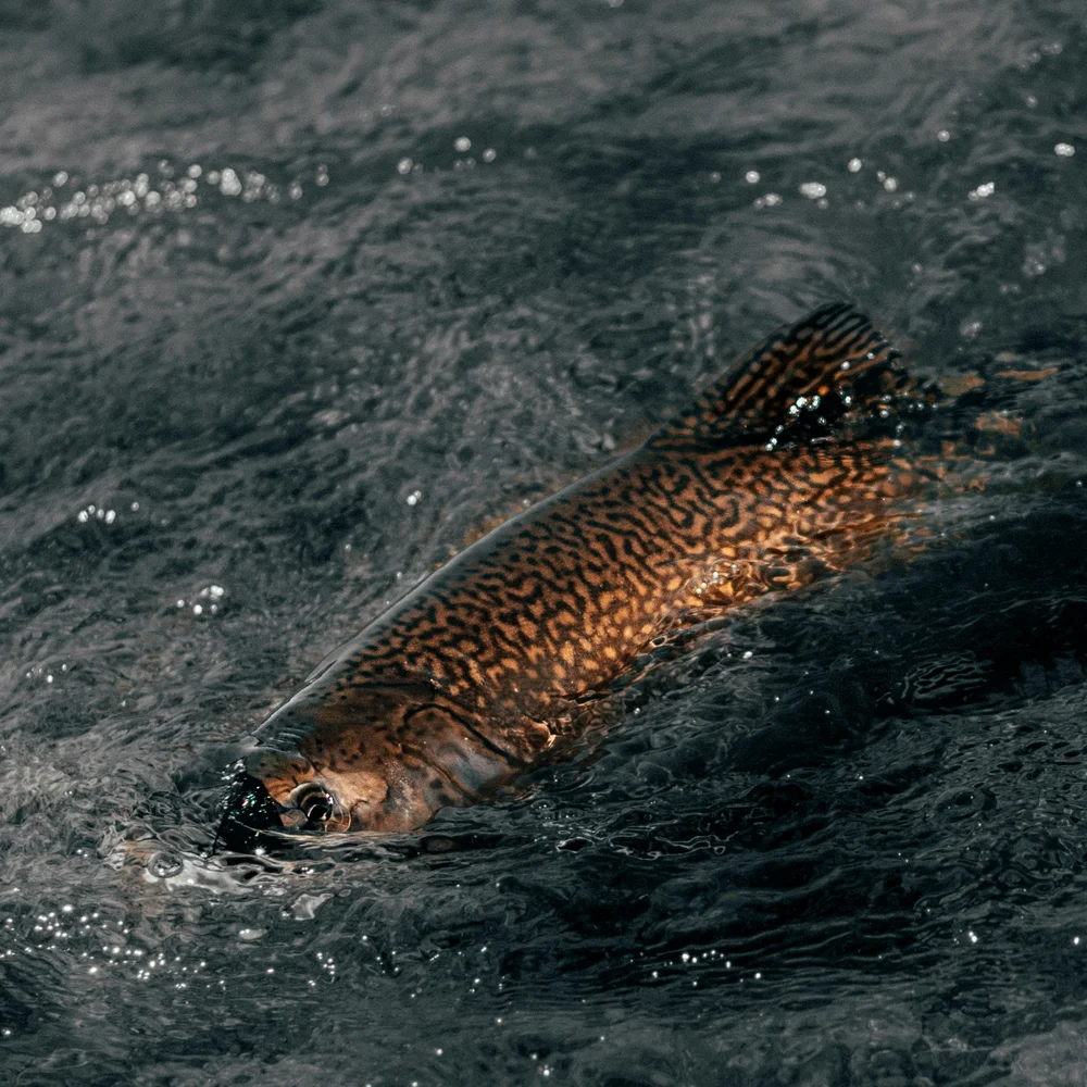 Fisch mit gemustertem Körper schwimmt im dunklen Wasser