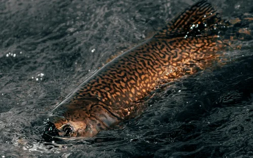 Fisch mit gemustertem Körper schwimmt im dunklen Wasser