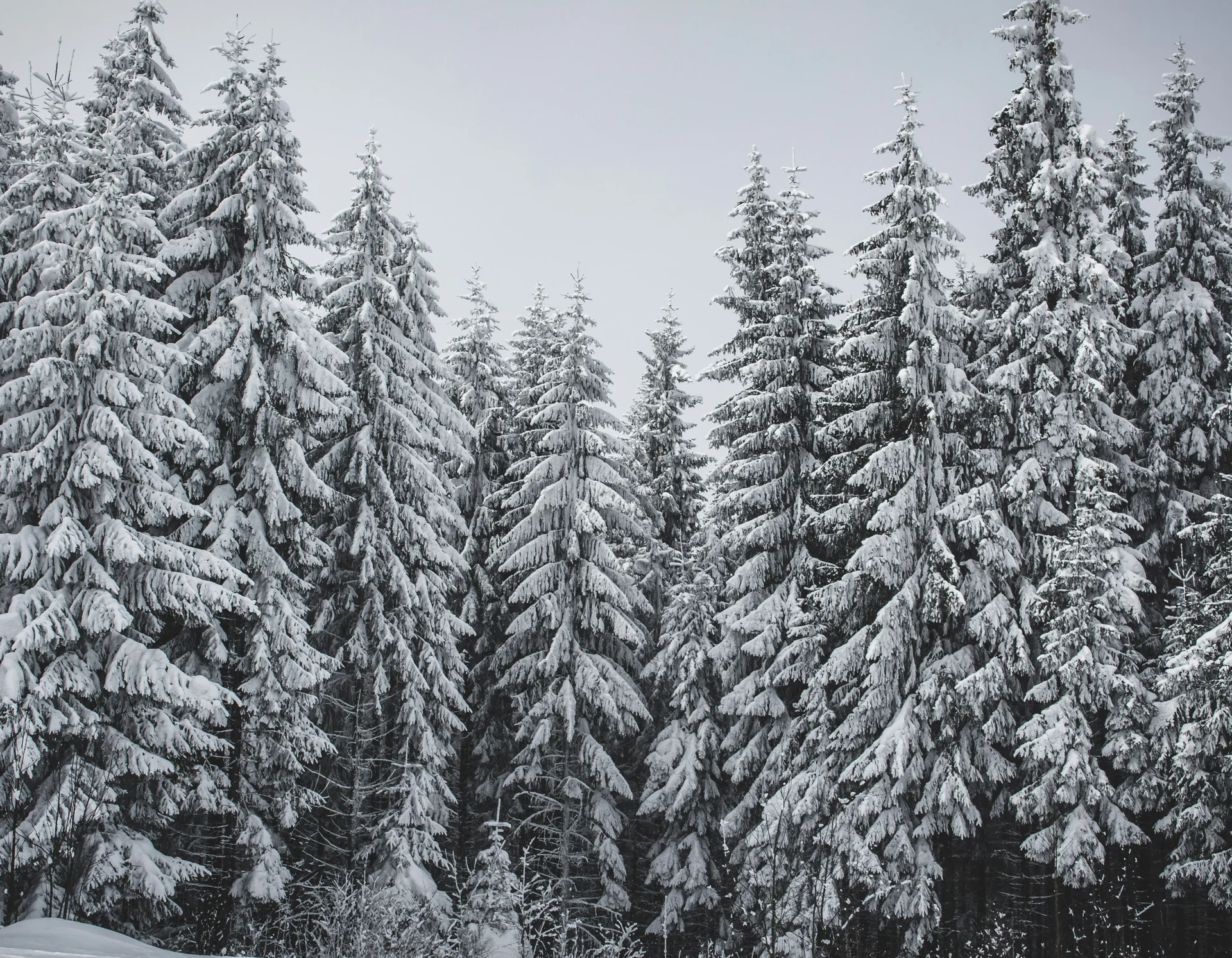 Entschleunigen und genießen in diesem Hotel nahe Bruneck Dicht bewachsene Nadelbäume mit schneebedeckten Ästen im Winter
