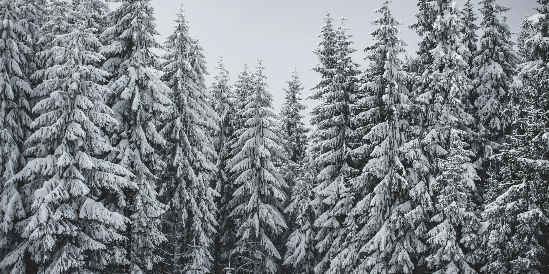 Green Lake Hotel Weiher: das 4-Sterne-Superior-Hotel im Pustertal Dicht bewachsene Nadelbäume mit schneebedeckten Ästen im Winter