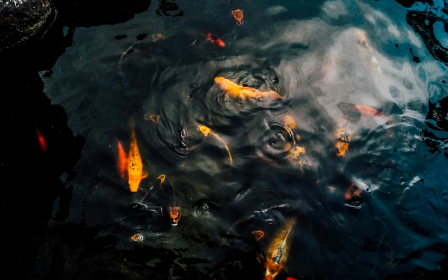 Bunte Koi-Fische schwimmen in einem dunklen Teich