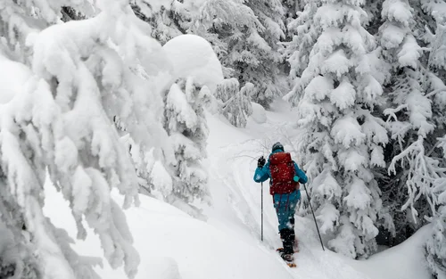 Person beim Schneeschuhwandern im verschneiten Tannenwald