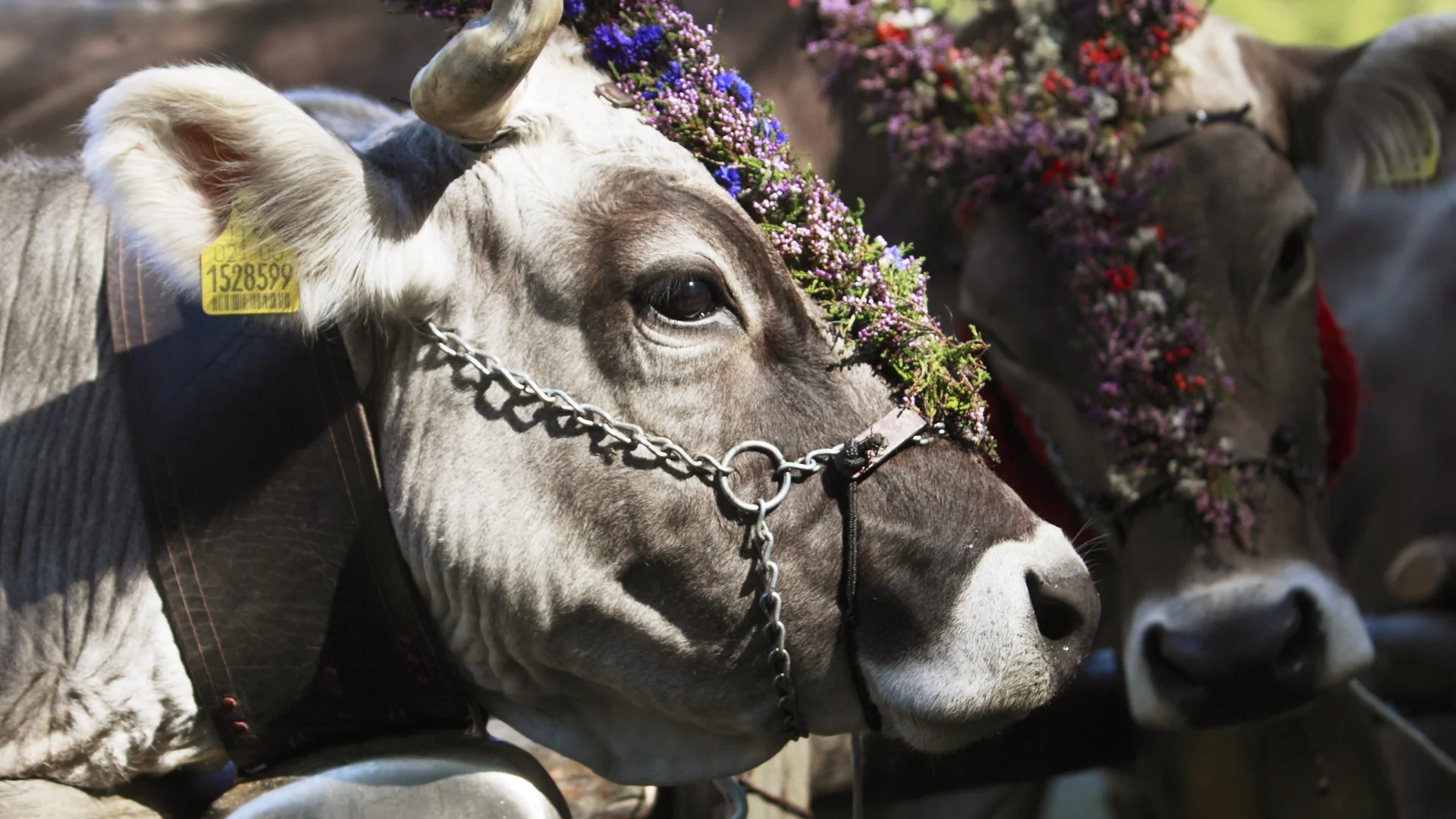 Almabtrieb im Pustertal erleben | Green Lake Hotel Weiher Kuh mit buntem Blumenschmuck an Hörnern und Stirn, weitere Kühe im Hintergrund