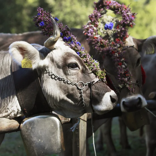 Kuh mit buntem Blumenschmuck an Hörnern und Stirn, weitere Kühe im Hintergrund