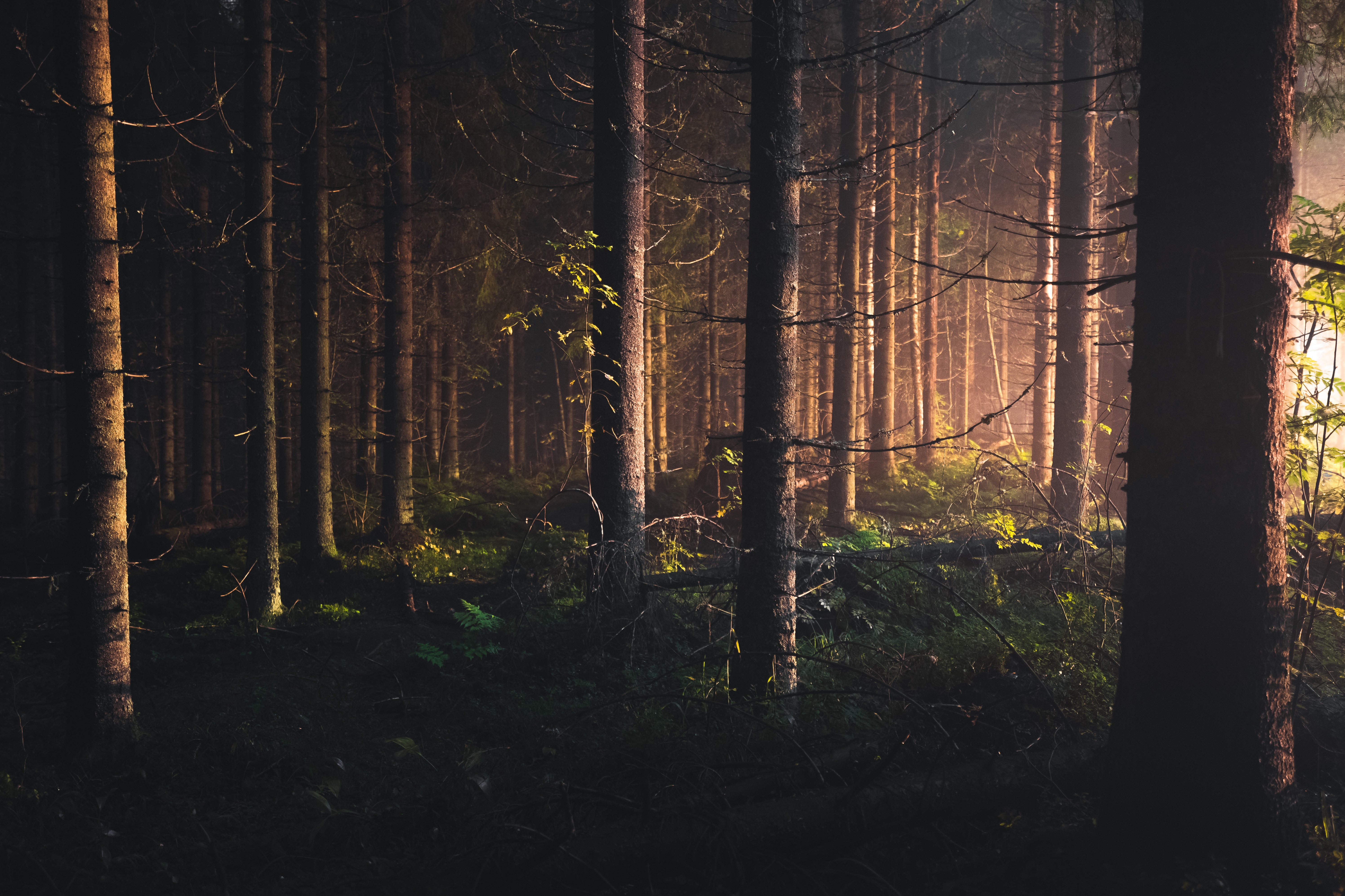 Dunkler Wald mit Sonnenlicht, das durch die Bäume scheint